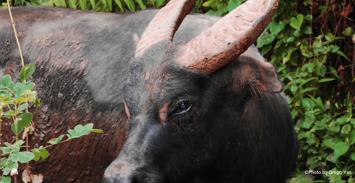 The Tamaraw: new findings about its endangered status | Endangered species ep.2