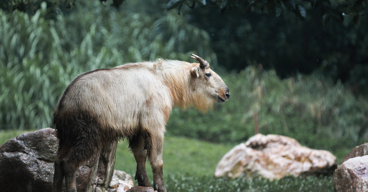 The Sichuan Takin: more endangered than IUCN Red List suggests