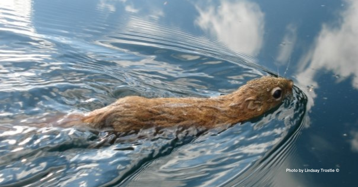 Squirrel swimming