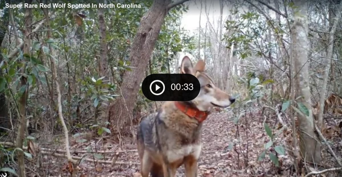 Screenshot of a video about a red wolf sighting in north carolina