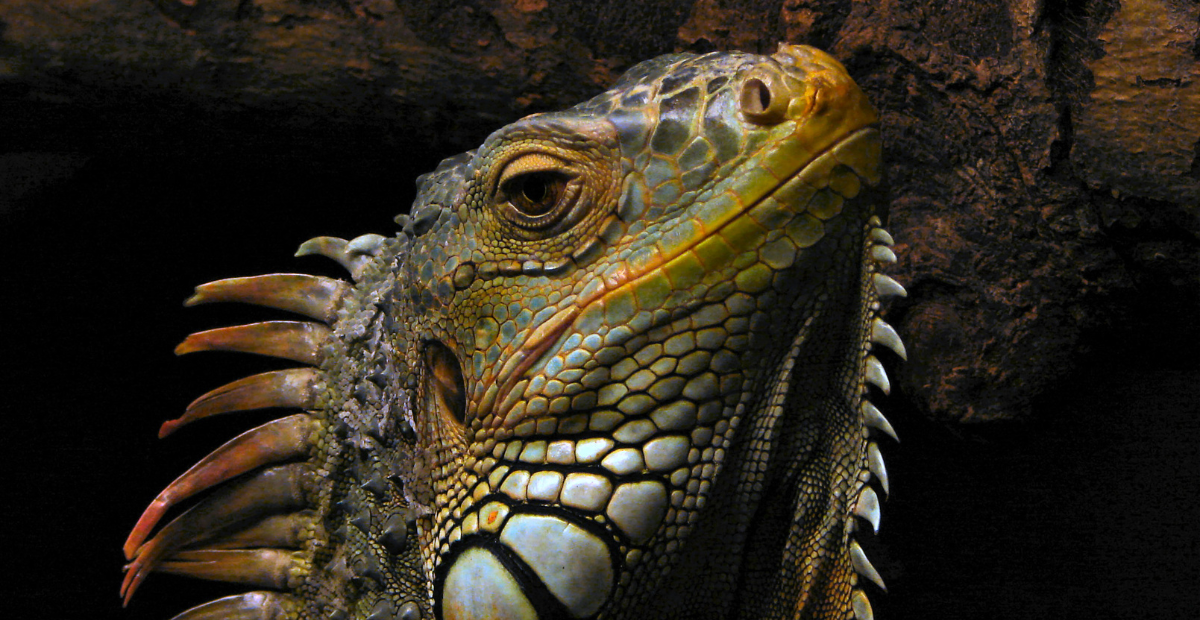 Facing extinction: the urgent need for Iguana conservation.