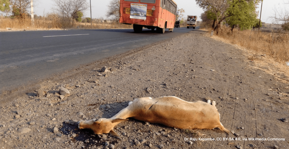 One of the most common ways humans harm wildlife is hitting them with their car, as we see in this photo of a Dead antilope on the side of the road. (road kill)