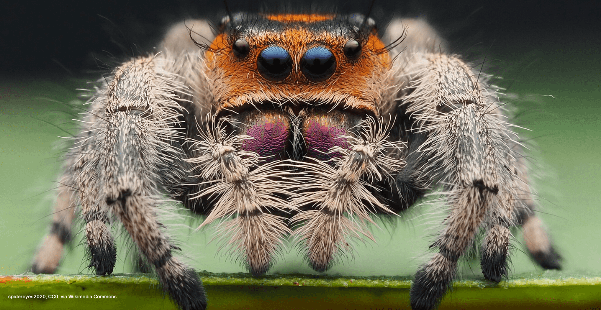 Female Phidippus regius (jumping spider) up close shot