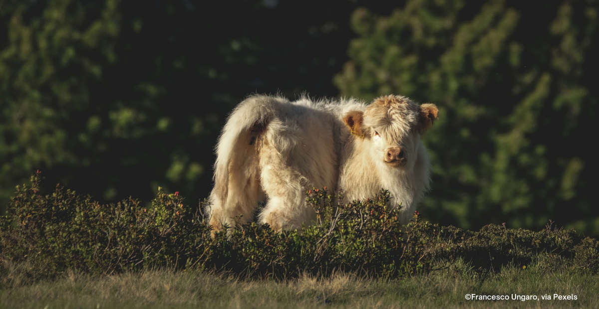 The Mini Highland Cow: Everything You Need to Know