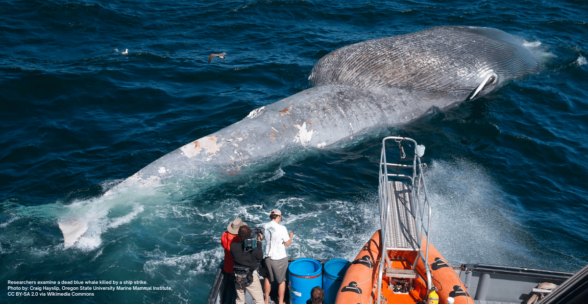 Researchers examine a dead blue whale killed by a ship strike. Photo: Craig Hayslip, Oregon State University Marine Mammal Institute"