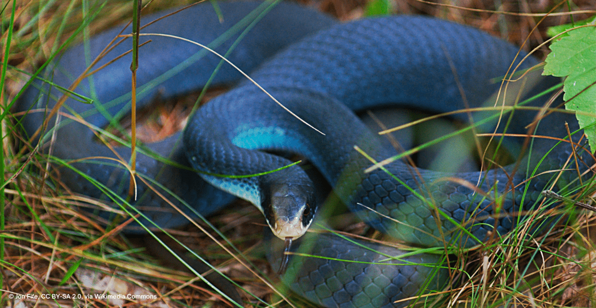 Blue Racer Snake, (Coluber constrictor foxii).