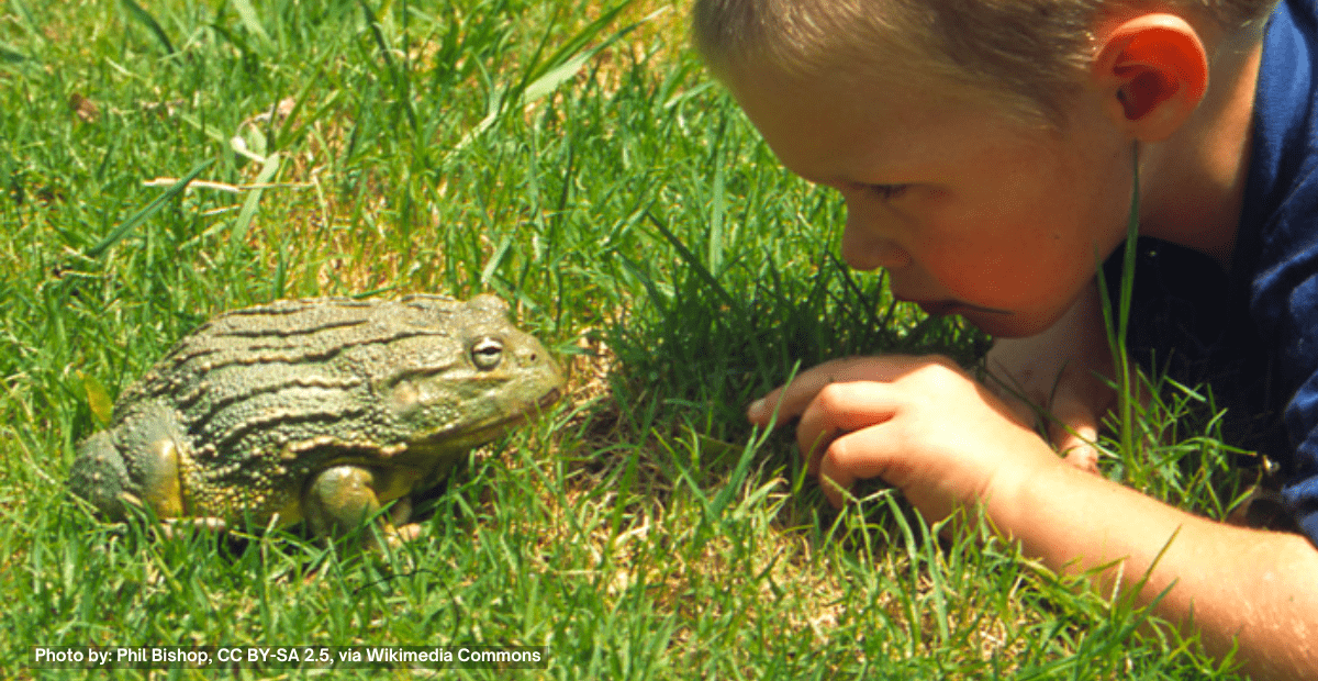 A kid in front of a Pixie Frog, also known as African Bullfrogs, Pyxicephalus adspersus