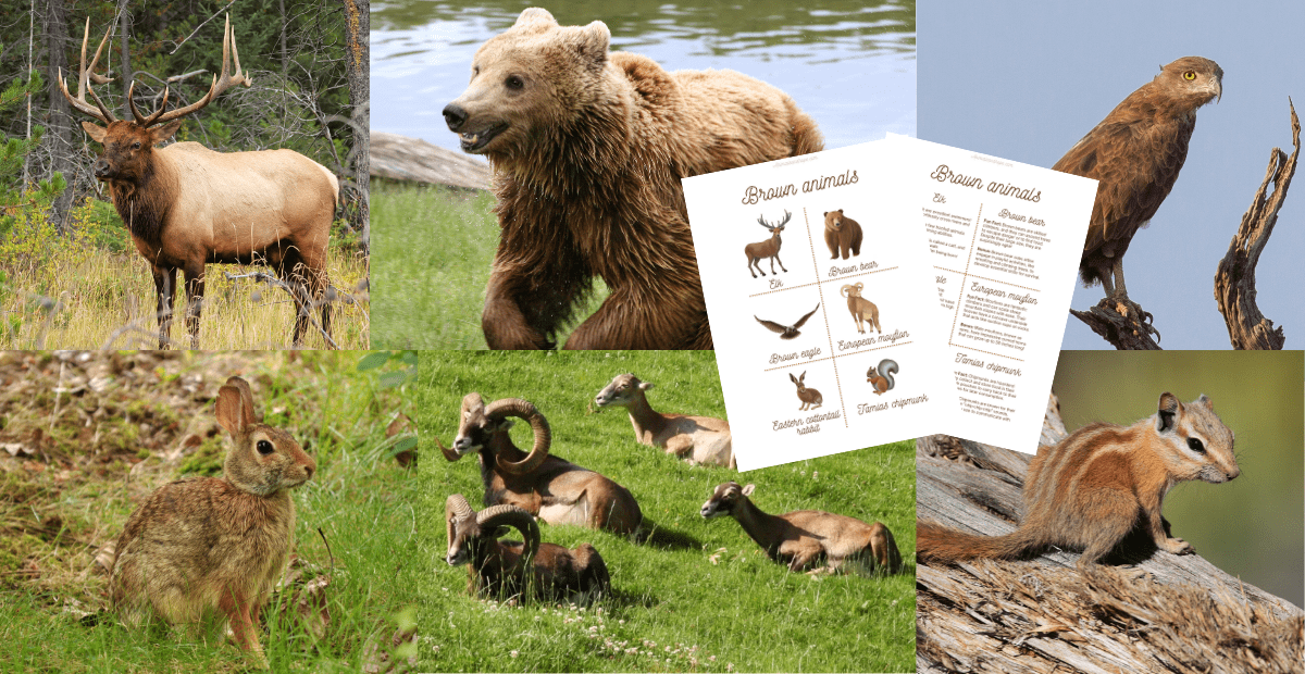 Collage of brown animals with teaching resources