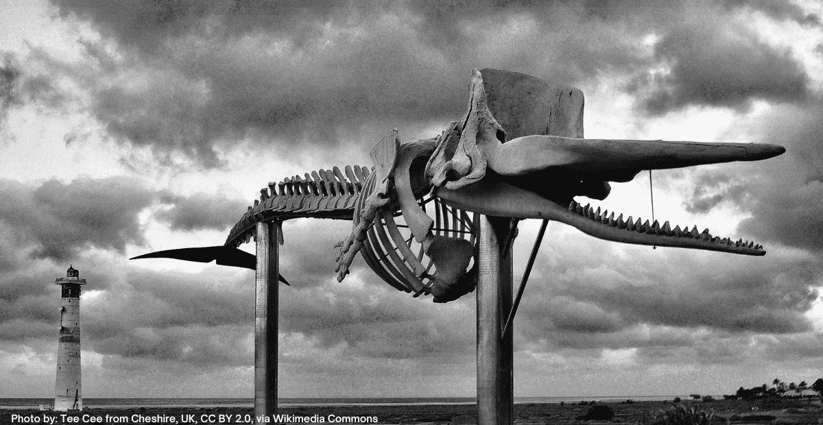 Skeleton of Sperm Whale, Playa del Matorral, Morro Jable