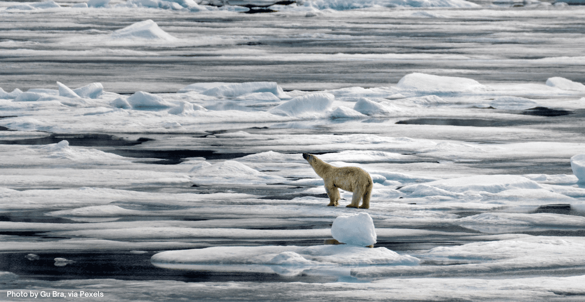 The perfect picture of solitude in mammals: a polar bear in the middle of artic ice, completely alone.