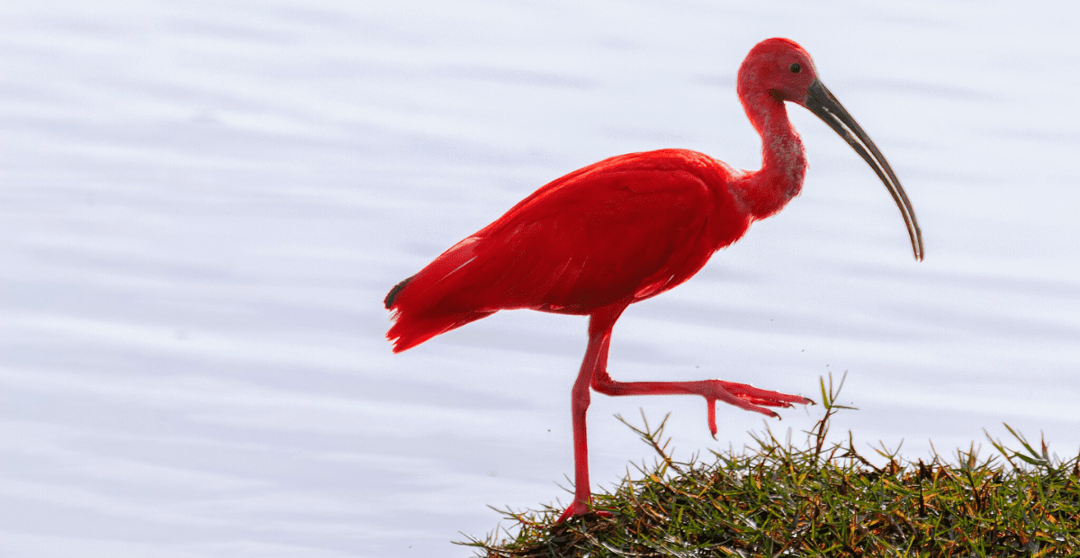 Red animal scarlet ibis