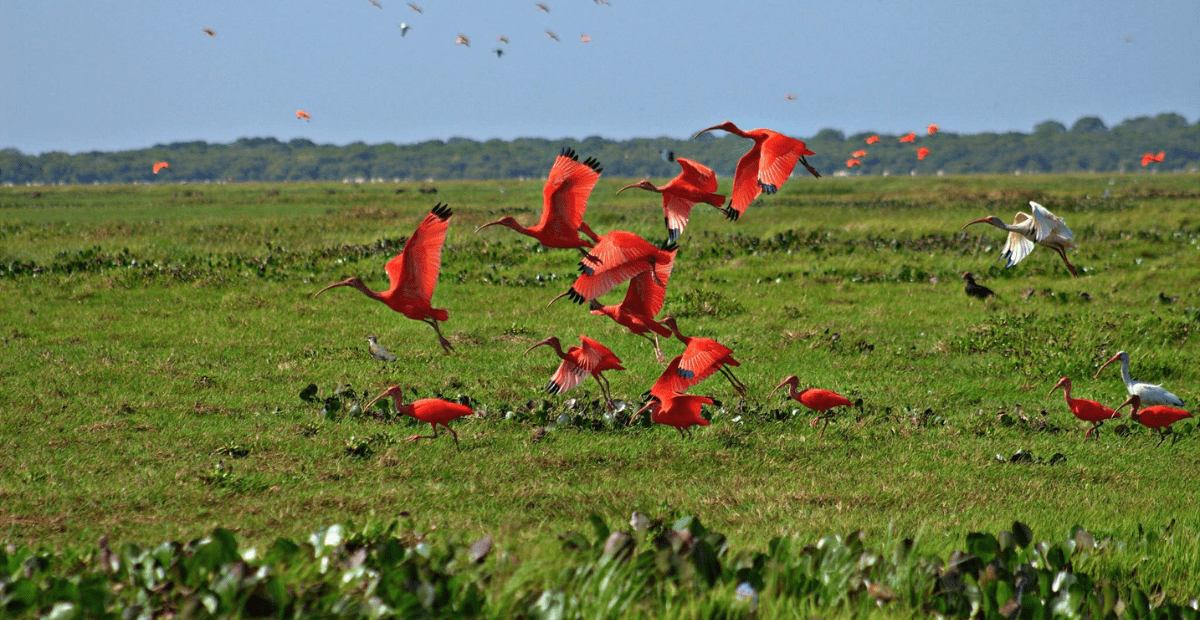 Red animals