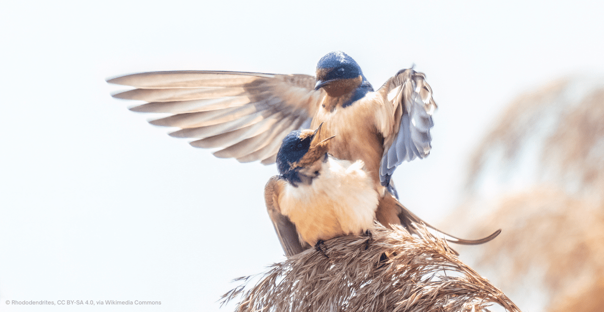 Barn swallow birds mating in the Montezuma National Wildlife Refuge