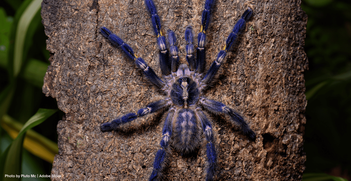 Peacock Tarantula: A Guide On The World’s Most Beautiful Spider