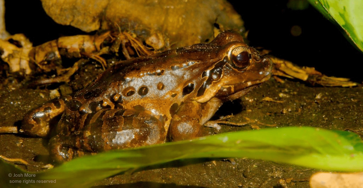 The Mountain Chicken is Actually a Frog, and It’s Endangered.