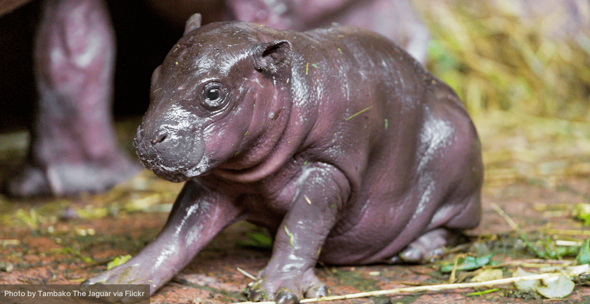 A Pygmy Hippo is Born! Hope for This Endangered Species