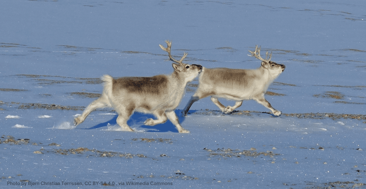 Two Svalbard Reindeers running in the snow