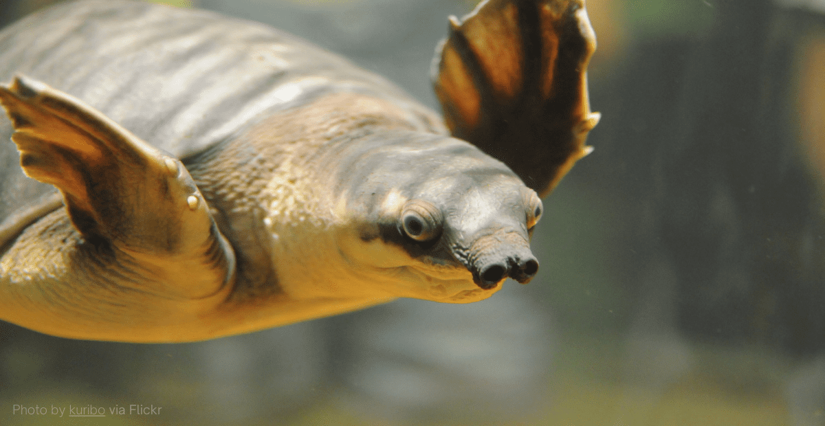 The Pig Nosed Turtle is Real! Here’s Everything About this Species