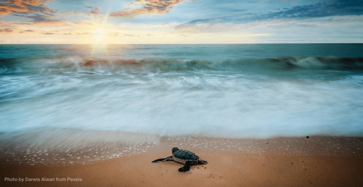 Sea Level Rise Threatens Sea Turtles: New Research Findings