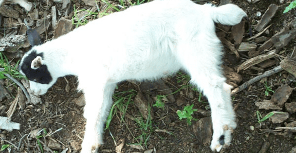 Fainting goat experiencing an episode of myotonia congenita.
