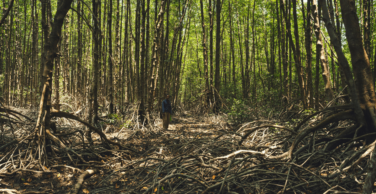 Dried out mangroves