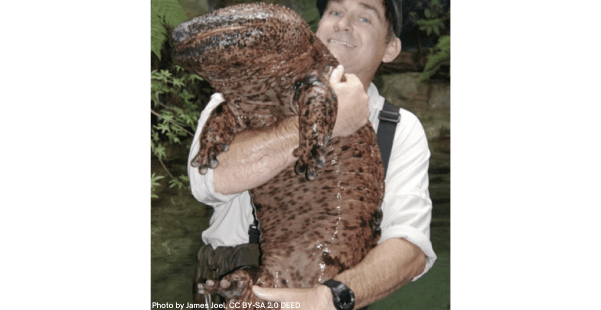 A person holding a chinese giant salamander