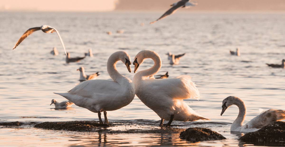 Swans. One the birds that mate for life. Birds of a feather.