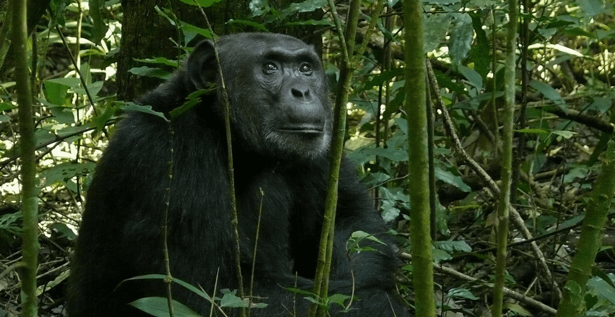 New research reveals that Chimpanzees self medicate with plants. Photo of Chimpanzee sitting amongst plants.