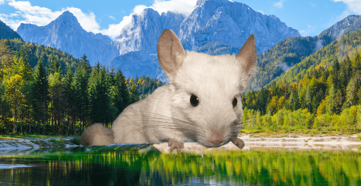 White chinchilla in the andes mountains.