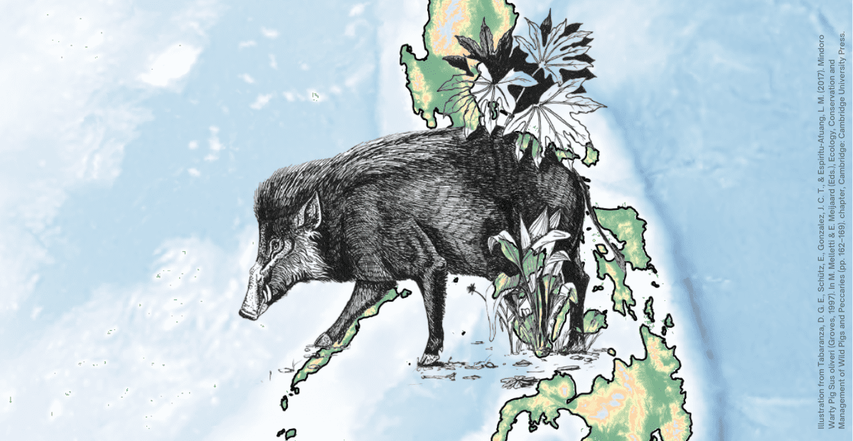 Tabaranza, D. G. E., Schütz, E., Gonzalez, J. C. T., & Espiritu-Afuang, L. M. (2017). Mindoro Warty Pigs Sus oliveri (Groves, 1997). In M. Melletti & E. Meijaard (Eds.), Ecology, Conservation and Management of Wild Pigs and Peccaries (pp. 162–169). chapter, Cambridge: Cambridge University Press. IUCN Red List of Threatened Species, species assessors and the authors of the spatial data., CC BY-SA 3.0 , via Wikimedia Commons