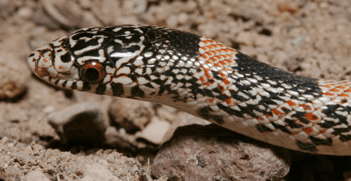 up close shot of a Rhinocheilus lecontei